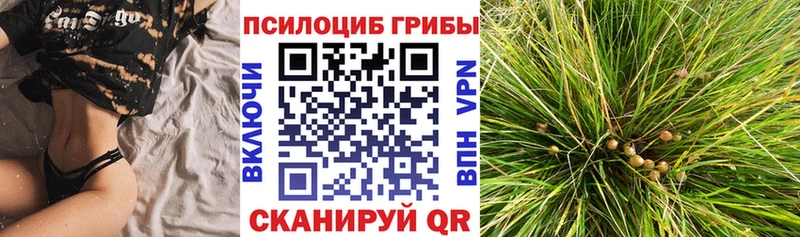 купить  сайты  Бийск  shop официальный сайт  Псилоцибиновые грибы MAGIC MUSHROOMS 
